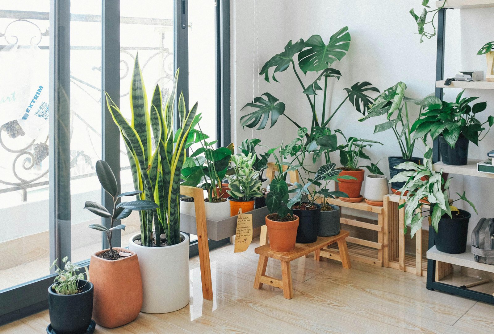 Indoor plants and curated greenery on shelves.